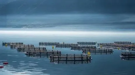 Морская аквакультура